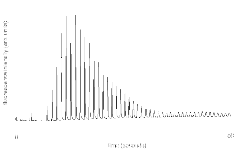 capillary electrophoresis chromatograph of debranched rice amylopectin